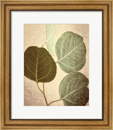 Framed Eucalyptus Color Print
