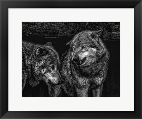 Framed Wolfpack Black &amp; White Print