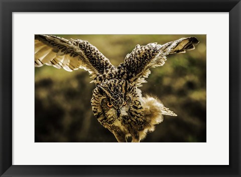 Framed Wise Owl 4 Print