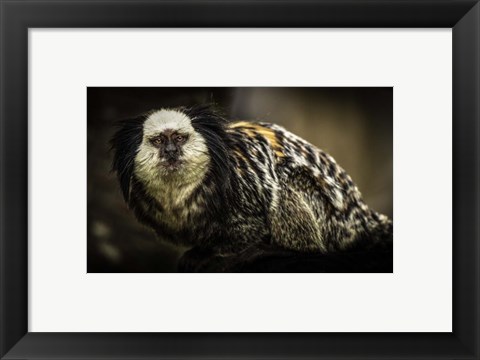 Framed Little Cute Monkey Print