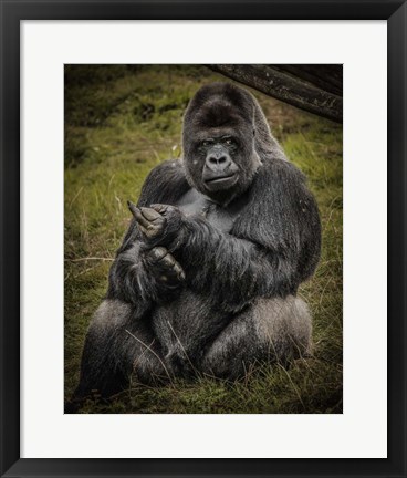 Framed Male Gorilla Black Print
