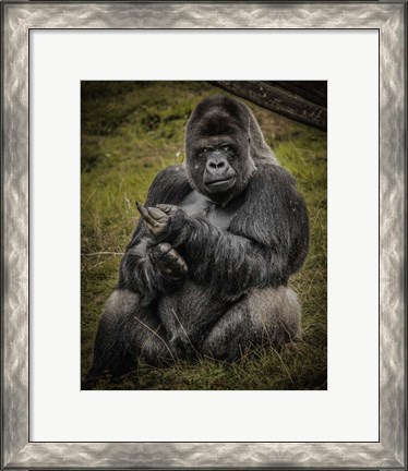 Framed Male Gorilla Black Print