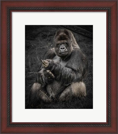 Framed Male Gorilla Print