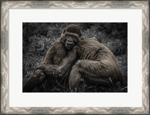 Framed Gorillas 2 Print