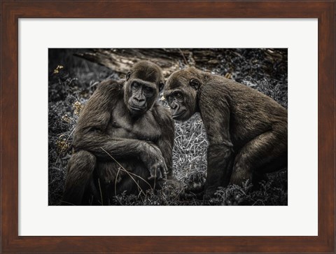 Framed Gorillas 3 Print