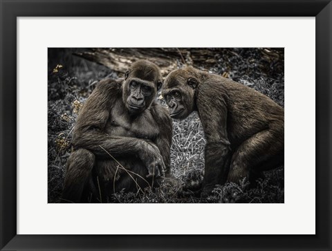Framed Gorillas 3 Print