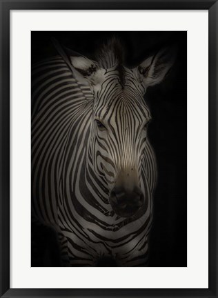 Framed Zebra 3 Print