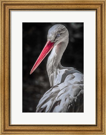 Framed Stork 7 Print