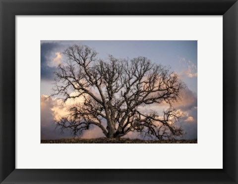 Framed Grand Oak Tree II Print