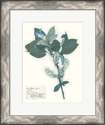 Framed Pressed Flowers in Spa I Print