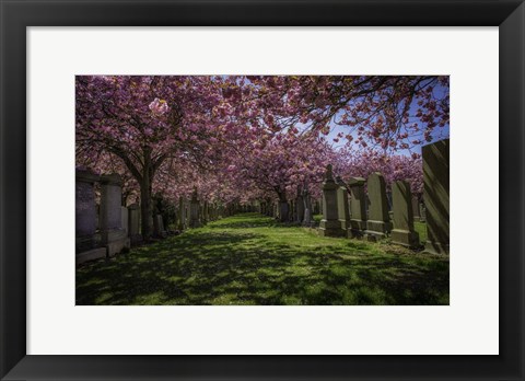 Framed Cherry Blossem 2 Print