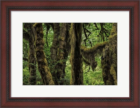 Framed Ancient Trees Print