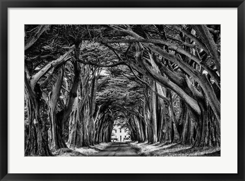 Framed Cypress Trees Black &amp; White Print