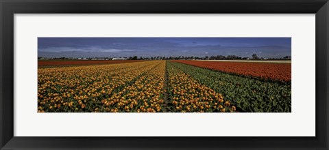 Framed Tulip Field Print