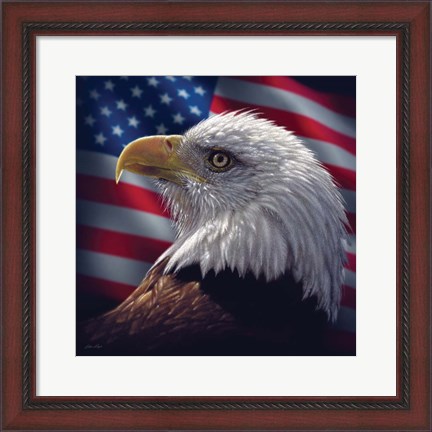 Framed American Bald Eagle Print