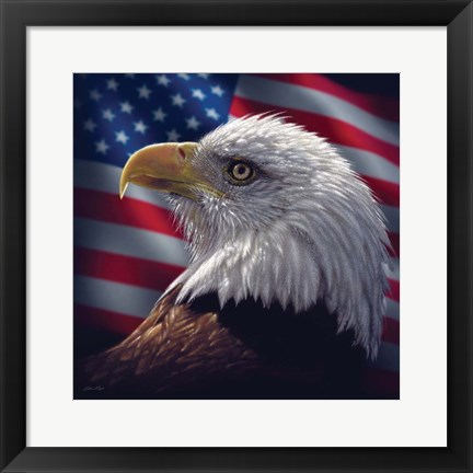 Framed American Bald Eagle Print