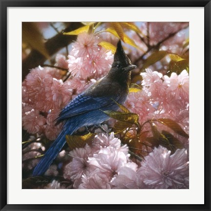 Framed Steller&#39;s Blossoms Print