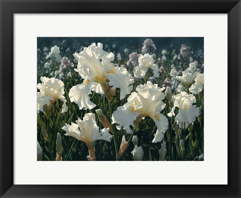 Framed White Rose Garden Print