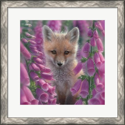 Framed Red Fox - Foxgloves - Square Print