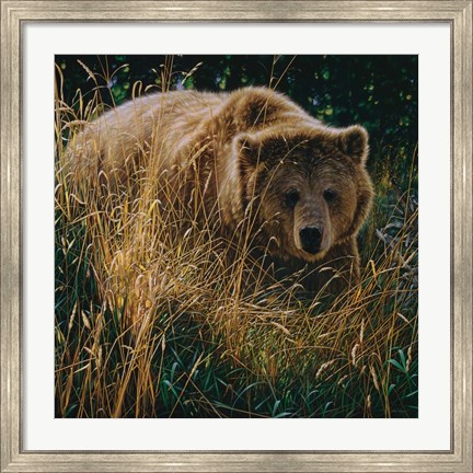 Framed Brown Bear - Crossing Paths Print