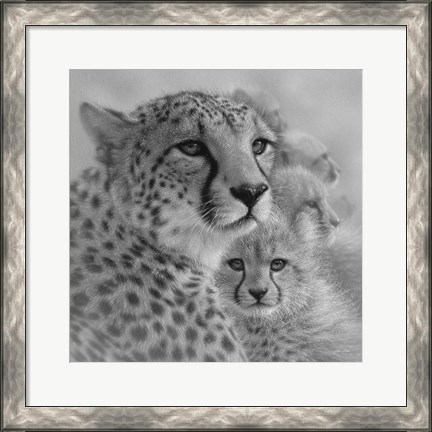 Framed Cheetah Mother and Cubs - Mother&#39;s Love - Square - B&amp;W Print