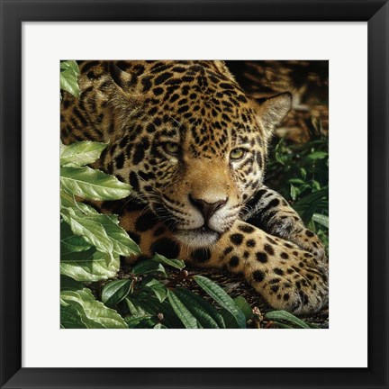 Framed Jaguar - At Rest Print