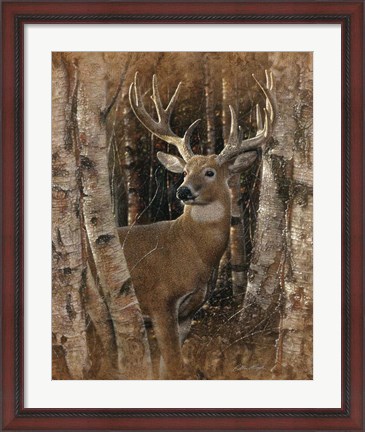Framed Whitetail Deer - Birchwood Buck Print