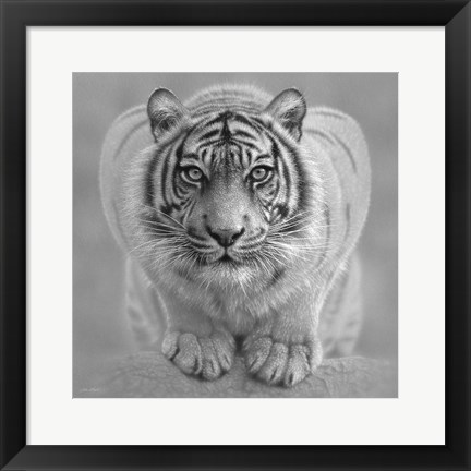 Framed White Tiger - Wild Intentions - B&amp;W Print