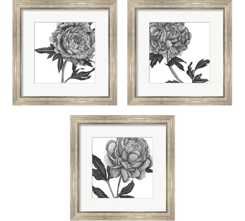 Flowers in Grey 3 Piece Framed Art Print Set by Melissa Wang