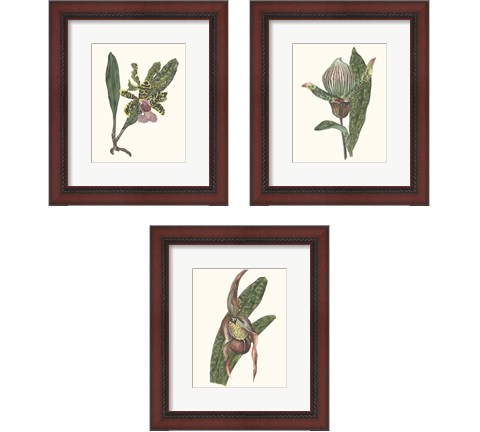 Orchid Display 3 Piece Framed Art Print Set by Melissa Wang
