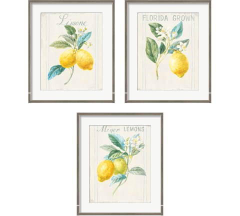 Floursack Lemon 3 Piece Framed Art Print Set by Danhui Nai