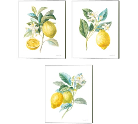 Floursack Lemon on White 3 Piece Canvas Print Set by Danhui Nai