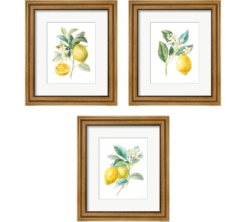 Floursack Lemon on White 3 Piece Framed Art Print Set by Danhui Nai