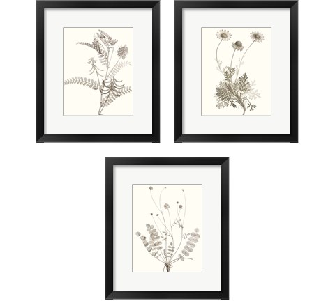 Neutral Botanical Study 3 Piece Framed Art Print Set by Vision Studio