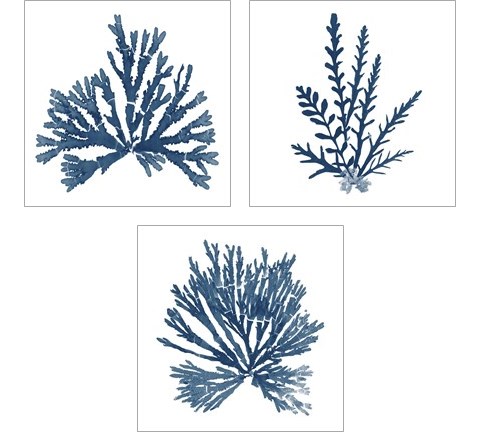 Pacific Sea Mosses Blue on White 3 Piece Art Print Set by Wild Apple Portfolio