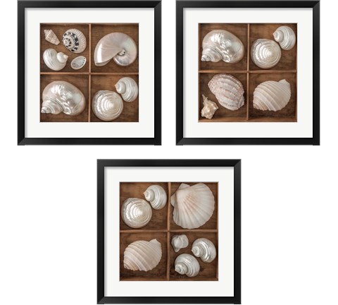 Seashells Treasures 3 Piece Framed Art Print Set by Assaf Frank