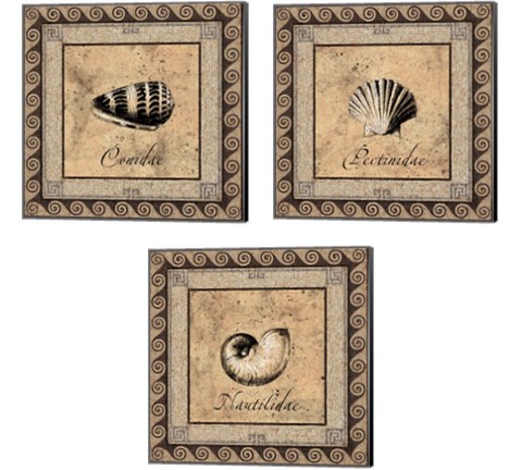 Shell Works 3 Piece Canvas Print Set by Paul Panossian