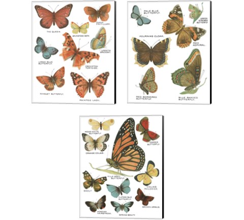 Botanical Butterflies Postcard White 3 Piece Canvas Print Set by Wild Apple Portfolio