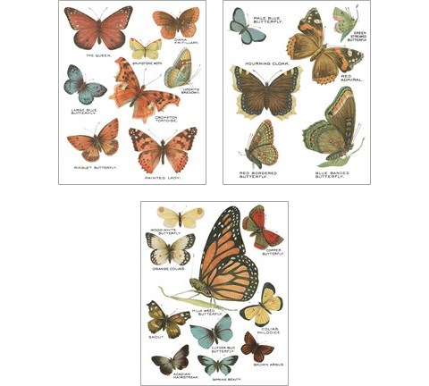 Botanical Butterflies Postcard White 3 Piece Art Print Set by Wild Apple Portfolio
