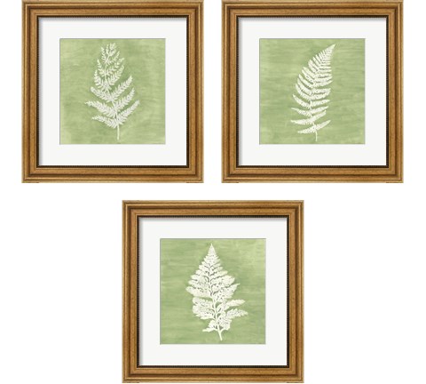 Forest Ferns 3 Piece Framed Art Print Set by Vanna Lam