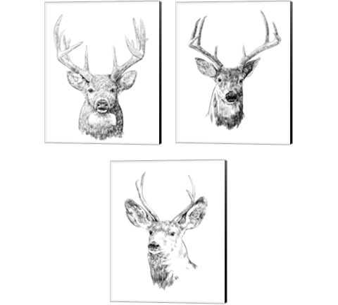 Young Buck Sketch 3 Piece Canvas Print Set by Emma Scarvey