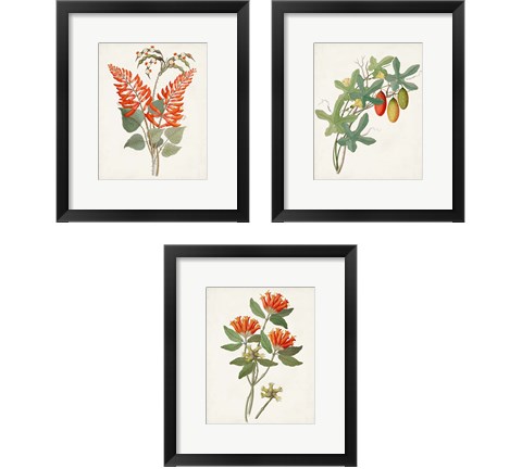 Botanical of the Tropics 3 Piece Framed Art Print Set