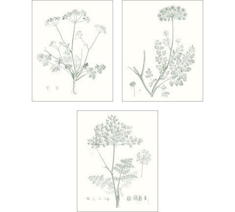 Botanical Study in Sage 3 Piece Art Print Set by Vision Studio