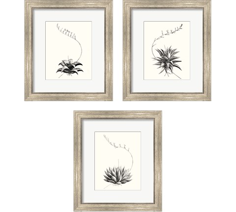 Graphic Succulents 3 Piece Framed Art Print Set by Vision Studio