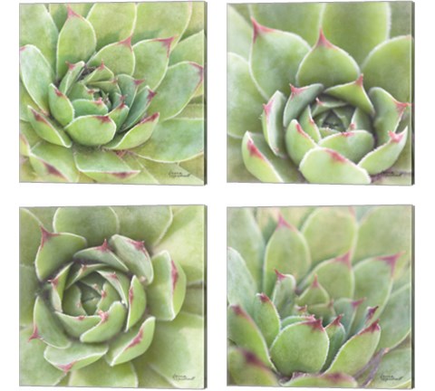 Garden Succulents 4 Piece Canvas Print Set by Laura Marshall