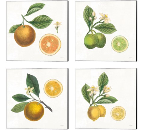 Classic Citrus 4 Piece Canvas Print Set by Sue Schlabach