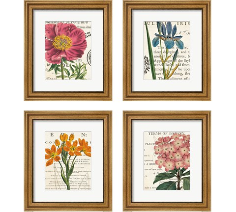 Floral Botany 4 Piece Framed Art Print Set by Sue Schlabach