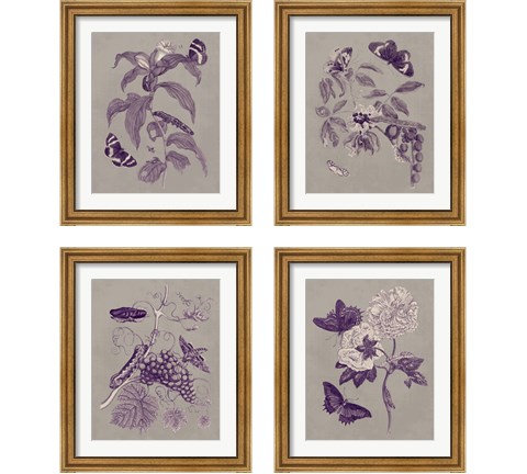 Nature Study in Plum & Taupe 4 Piece Framed Art Print Set by Maria Sibylla Merian