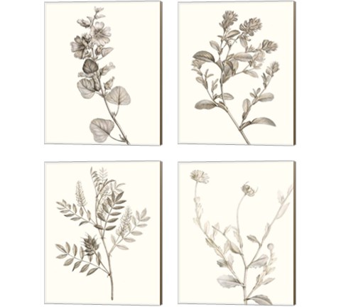 Neutral Botanical Study 4 Piece Canvas Print Set by Vision Studio