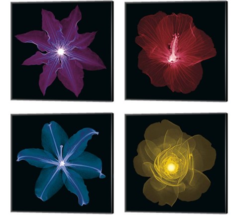 Clematis 4 Piece Canvas Print Set by Jim Wehtje